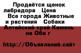 Продаётся щенок лабрадора › Цена ­ 30 000 - Все города Животные и растения » Собаки   . Алтайский край,Камень-на-Оби г.